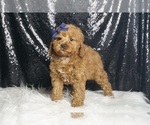 Small #5 Poodle (Toy)