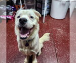 Small Photo #29 Great Pyrenees-Unknown Mix Puppy For Sale in Fargo, ND, USA