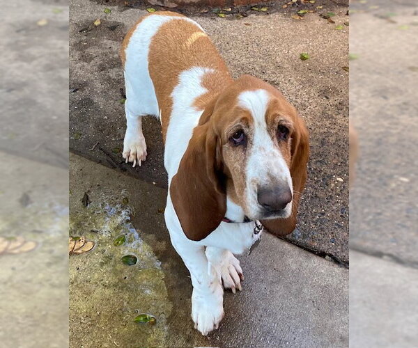 Medium Photo #2 Basset Hound Puppy For Sale in Petaluma, CA, USA