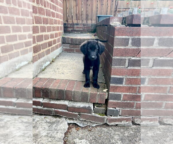 Medium Photo #3 Labrador Retriever-Unknown Mix Puppy For Sale in Brewster, NY, USA