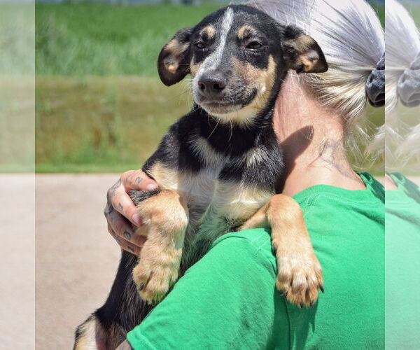 Medium Photo #5 German Shepherd Dog-Unknown Mix Puppy For Sale in Huntley, IL, USA