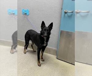 German Shepherd Dog-Unknown Mix Dogs for adoption in Las Vegas, NV, USA