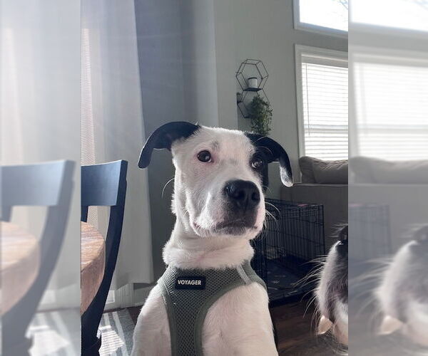 Medium Photo #4 Mutt Puppy For Sale in Plainfield, IL, USA