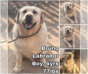Bruno from Korea - Male Labrador Retriever Dog for Adoption