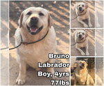Bruno from Korea - Male Labrador Retriever Dog for Adoption - Small photo