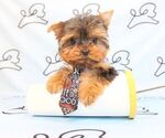 Small #30 Yorkshire Terrier
