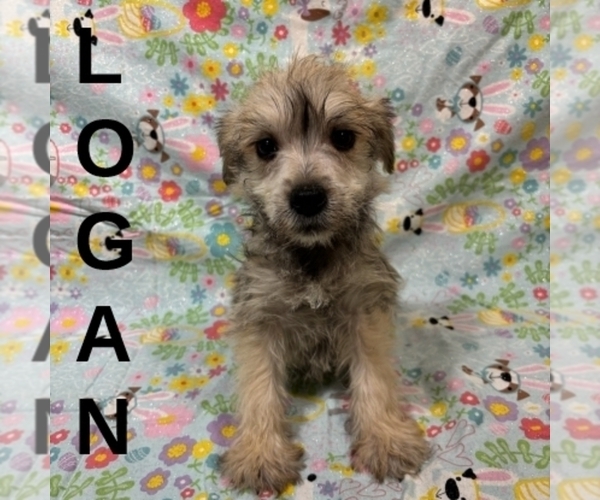 Medium Photo #2 Schnoodle (Miniature) Puppy For Sale in HARTLAND, MN, USA