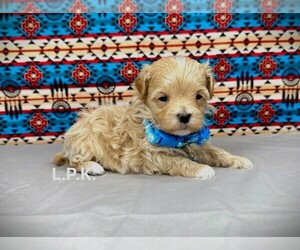 Maltipoo Puppy for sale in WINNSBORO, LA, USA
