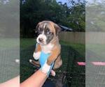 Small American Staffordshire Terrier Mix