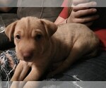 Small Photo #5 Chihuahua-Chinese Shar-Pei Mix Puppy For Sale in LEETONIA, OH, USA