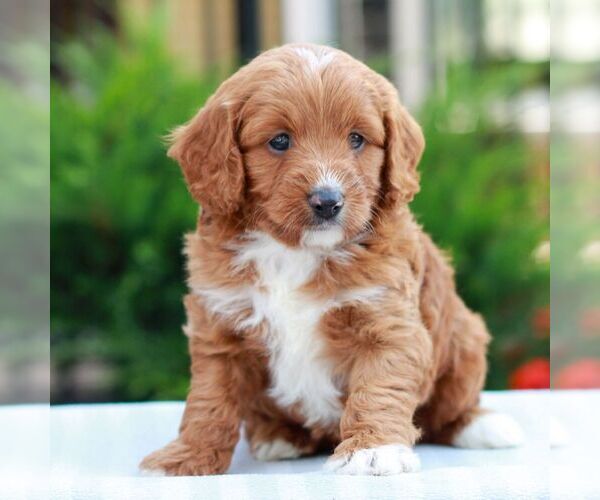 Medium Photo #3 Cavapoo (Miniature) Puppy For Sale in LITITZ, PA, USA