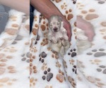 Small Photo #2 Pomeranian Puppy For Sale in INDIO, CA, USA