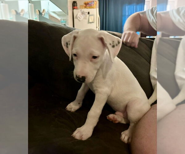 Medium Photo #5 American Pit Bull Terrier-Border Collie Mix Puppy For Sale in Mesa, AZ, USA