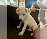 Small #4 American Pit Bull Terrier-Border Collie Mix