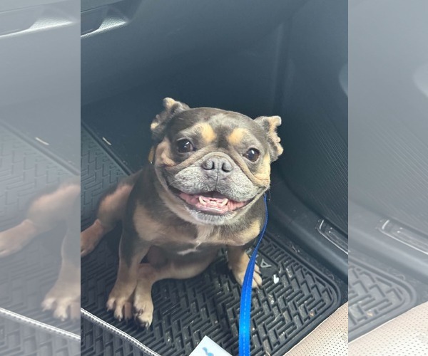 Medium Photo #1 French Bulldog Puppy For Sale in Mount Pleasant, SC, USA