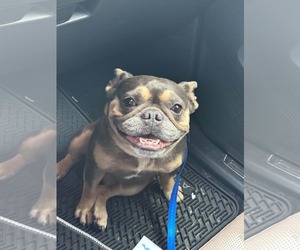 French Bulldog Dogs for adoption in Mount Pleasant, SC, USA