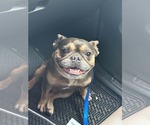 Small French Bulldog
