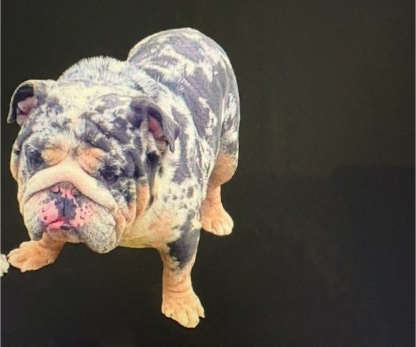 Medium Photo #1 Bulldog Puppy For Sale in MCDONOUGH, GA, USA