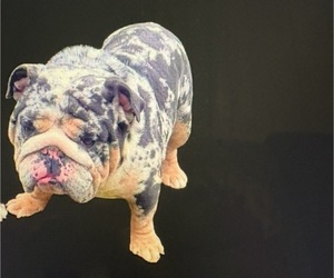 Father of the Bulldog puppies born on 02/12/2026