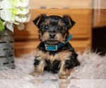 Small Yorkshire Terrier