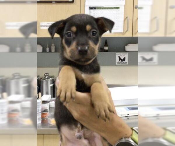 Medium Photo #1 American Pit Bull Terrier-Unknown Mix Puppy For Sale in Riverside, CA, USA