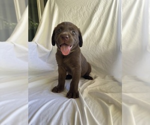 Labrador Retriever Puppy for sale in INDIO, CA, USA