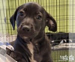 Small Feist Terrier-Retriever Mix