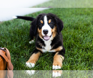 Bernese Mountain Dog Puppy for sale in TOPEKA, IN, USA