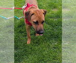 Small #2 Black Mouth Cur Mix