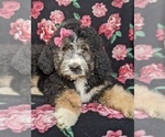 Small Photo #3 Bernedoodle Puppy For Sale in NOTTINGHAM, PA, USA