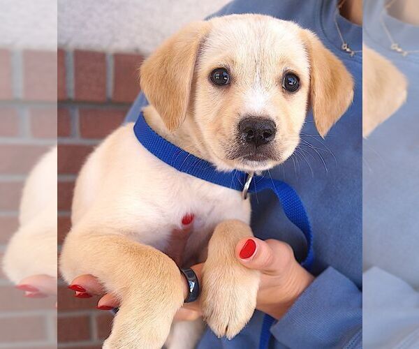 Medium Photo #1 Labrador Retriever-Unknown Mix Puppy For Sale in Carrollton, TX, USA