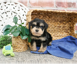 Schnauzer (Miniature) Puppy for sale in SYRACUSE, IN, USA