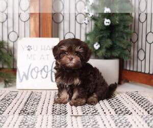Shih-Poo Puppy for sale in NAPLES, FL, USA