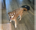 Small #1 Chihuahua Mix