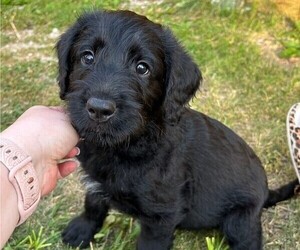 Airedoodle-Labrador Retriever Mix Puppy for sale in BOONE, IA, USA