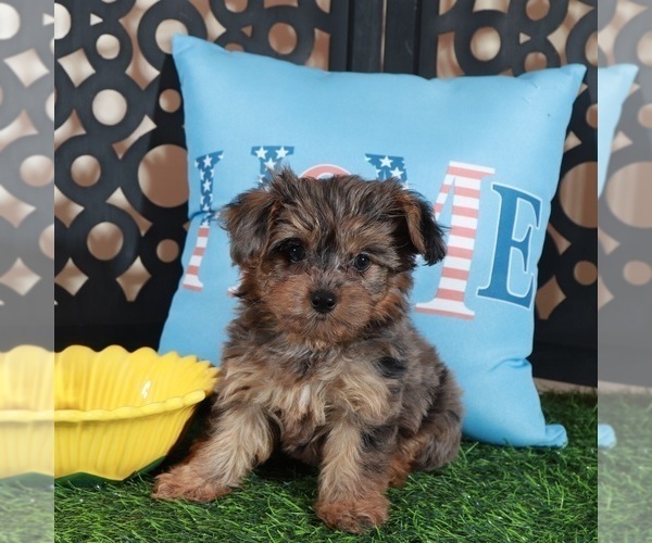 Medium Photo #2 Yorkipoo Puppy For Sale in MOUNT VERNON, OH, USA