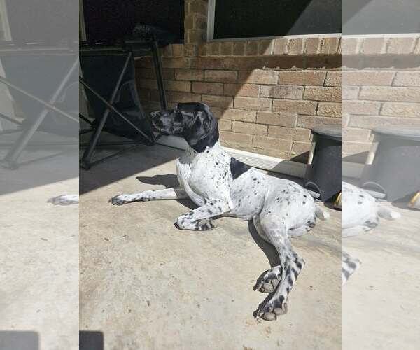 Medium Photo #3 German Shorthaired Shepherd Puppy For Sale in Dallas, TX, USA