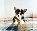 Small #1 Pembroke Welsh Corgi