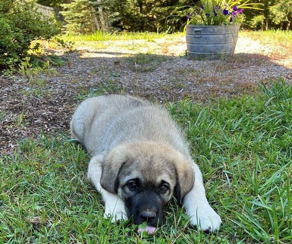 Medium Photo #2 Caucasian Shepherd Dog-Kangal Dog Mix Puppy For Sale in CONCORD, NH, USA