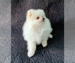Pomeranian Puppy for sale in CASSELBERRY, FL, USA