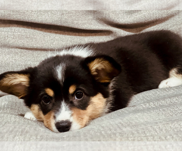 Medium Photo #2 Pembroke Welsh Corgi Puppy For Sale in ROCKDALE, TX, USA