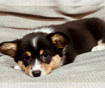 Small Photo #2 Pembroke Welsh Corgi Puppy For Sale in ROCKDALE, TX, USA