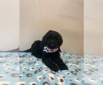 Small Golden Retriever