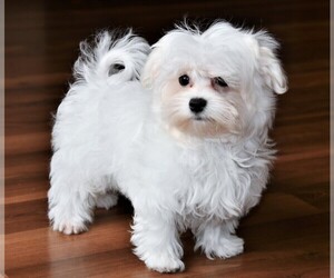 Maltese Puppy for sale in ROCK VALLEY, IA, USA