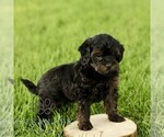 Small #4 Poovanese