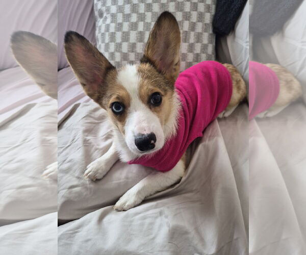 Medium Photo #1 Mutt Puppy For Sale in Minneapolis, MN, USA