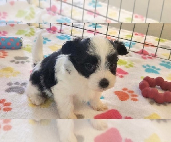 Medium Photo #9 Papitese Puppy For Sale in ORO VALLEY, AZ, USA