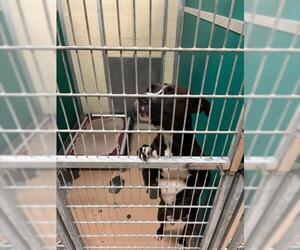 American Pit Bull Terrier-Unknown Mix Dogs for adoption in Texas City, TX, USA