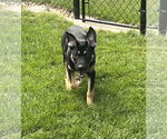 Small #6 Shepweiller