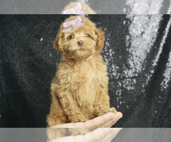 Medium Photo #2 Poodle (Toy) Puppy For Sale in WARSAW, IN, USA